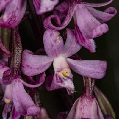 Dipodium roseum (Rosy Hyacinth Orchid) at Paddys River, ACT - 11 Feb 2018 by DerekC