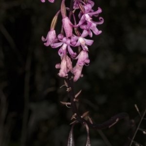 Dipodium roseum at Paddys River, ACT - 11 Feb 2018