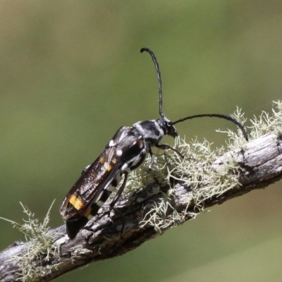 Hesthesis cingulatus (Wasp-mimic longicorn) at Mount Clear, ACT - 10 Feb 2018 by HarveyPerkins