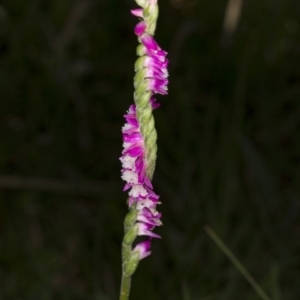 Spiranthes australis at Paddys River, ACT - suppressed