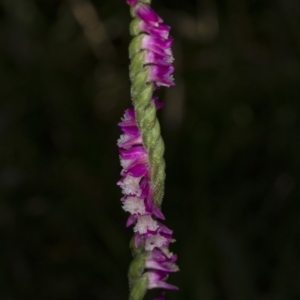 Spiranthes australis at Paddys River, ACT - suppressed