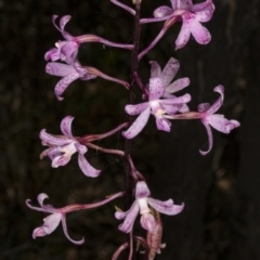 Dipodium roseum (Rosy Hyacinth Orchid) at Gibraltar Pines - 11 Feb 2018 by DerekC