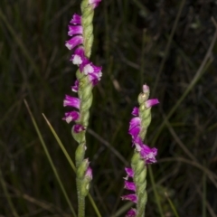 Spiranthes australis (Austral Ladies Tresses) at Gibraltar Pines - 11 Feb 2018 by DerekC