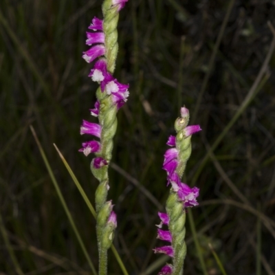 Spiranthes australis (Austral Ladies Tresses) at Gibraltar Pines - 11 Feb 2018 by DerekC