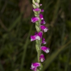 Spiranthes australis (Austral Ladies Tresses) at Paddys River, ACT - 11 Feb 2018 by DerekC