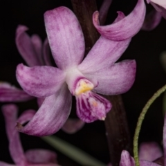 Dipodium roseum (Rosy Hyacinth Orchid) at Gibraltar Pines - 11 Feb 2018 by DerekC