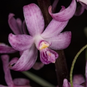 Dipodium roseum at Paddys River, ACT - 11 Feb 2018