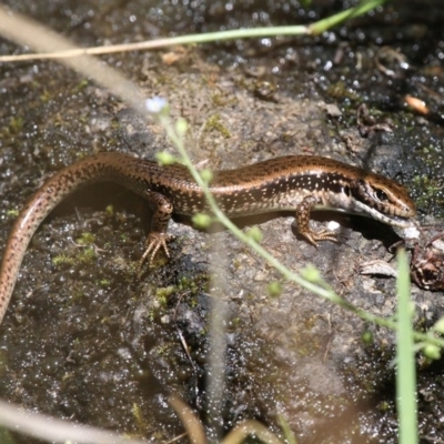 Eulamprus tympanum (Southern Water Skink) at Mount Clear, ACT - 10 Feb 2018 by HarveyPerkins