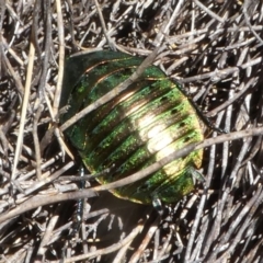 Polyzosteria viridissima (Alpine Metallic Cockroach) at Namadgi National Park - 11 Feb 2018 by HarveyPerkins