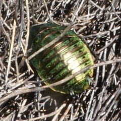 Polyzosteria viridissima (Alpine Metallic Cockroach) at Cotter River, ACT - 12 Feb 2018 by HarveyPerkins