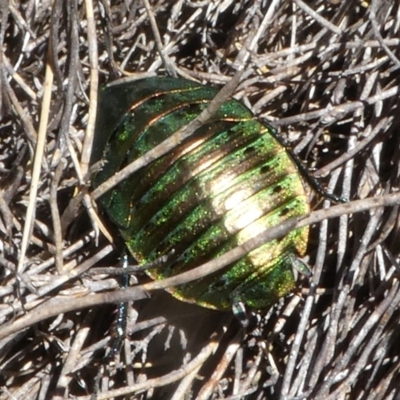 Polyzosteria viridissima (Alpine Metallic Cockroach) at Namadgi National Park - 11 Feb 2018 by HarveyPerkins