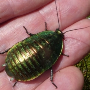 Polyzosteria viridissima at Cotter River, ACT - 12 Feb 2018