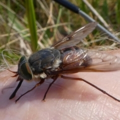 Scaptia sp. (genus) (March fly) at Cotter River, ACT - 11 Feb 2018 by HarveyPerkins