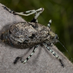 Acripeza reticulata (Mountain Katydid) at Gibraltar Pines - 11 Feb 2018 by DerekC