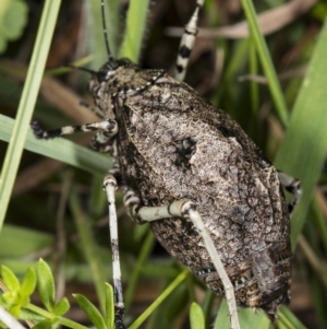 Acripeza reticulata at Paddys River, ACT - 11 Feb 2018