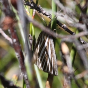 Amelora oritropha at Cotter River, ACT - 12 Feb 2018