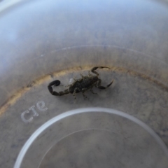 Lychas marmoreus (Little Marbled Scorpion) at QPRC LGA - 22 Jan 2018 by natureguy