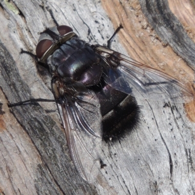 Rutilia (Donovanius) sp. (genus & subgenus) (A Bristle Fly) at Rob Roy Range - 3 Feb 2018 by michaelb