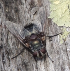 Rutilia (Donovanius) sp. (genus & subgenus) at Rob Roy Range - 3 Feb 2018 06:56 PM