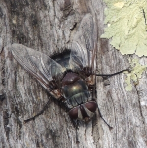 Rutilia (Donovanius) sp. (genus & subgenus) at Rob Roy Range - 3 Feb 2018