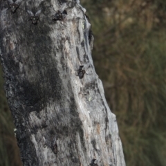 Rutilia (Donovanius) sp. (genus & subgenus) at Rob Roy Range - 3 Feb 2018