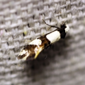 Monopis meliorella at O'Connor, ACT - 12 Feb 2018 09:36 PM