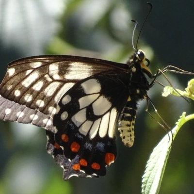 Papilio anactus (Dainty Swallowtail) at Red Hill Nature Reserve - 31 Jan 2018 by roymcd