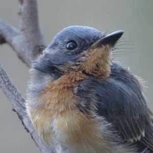 Myiagra rubecula at Red Hill, ACT - 10 Feb 2018