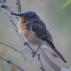 Myiagra rubecula at Red Hill, ACT - 10 Feb 2018