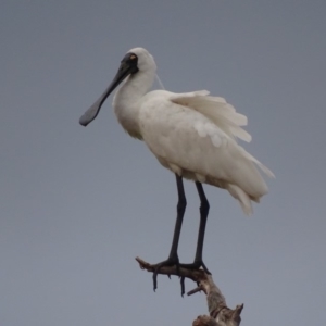 Platalea regia at Fyshwick, ACT - 13 Feb 2018