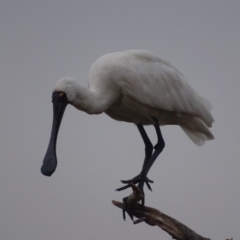 Platalea regia at Fyshwick, ACT - 13 Feb 2018