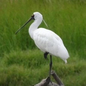 Platalea regia at Fyshwick, ACT - 13 Feb 2018