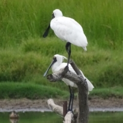 Platalea regia at Fyshwick, ACT - 13 Feb 2018