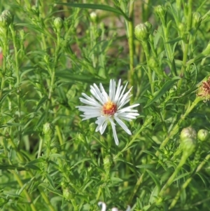 Symphyotrichum novi-belgii at Molonglo River Reserve - 12 Feb 2018 07:57 PM