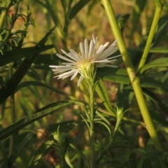 Symphyotrichum novi-belgii at Molonglo River Reserve - 12 Feb 2018 07:57 PM