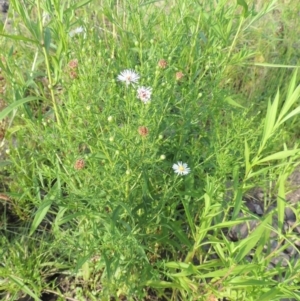 Symphyotrichum novi-belgii at Molonglo River Reserve - 12 Feb 2018 07:57 PM