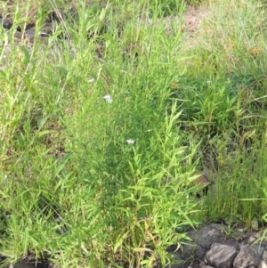 Symphyotrichum novi-belgii at Molonglo River Reserve - 12 Feb 2018 07:57 PM