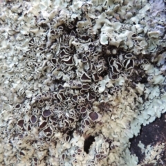 Parmeliaceae (family) (A lichen family) at Rob Roy Range - 3 Feb 2018 by michaelb