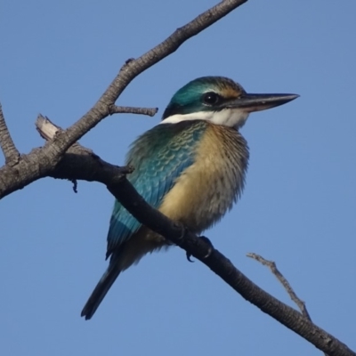 Todiramphus sanctus (Sacred Kingfisher) at Red Hill, ACT - 14 Feb 2018 by roymcd