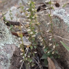 Scutellaria humilis (Dwarf Skullcap) at Conder, ACT - 3 Feb 2018 by MichaelBedingfield