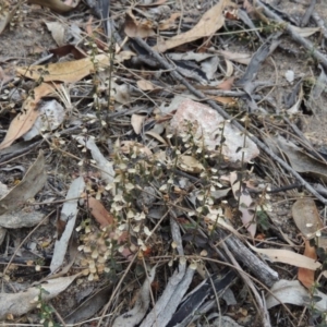 Scutellaria humilis at Conder, ACT - 3 Feb 2018 07:48 PM