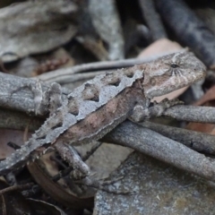 Rankinia diemensis (Mountain Dragon) at Namadgi National Park - 6 Jan 2018 by roymcd