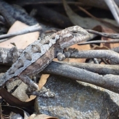 Rankinia diemensis at Cotter River, ACT - 6 Jan 2018