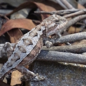 Rankinia diemensis at Cotter River, ACT - 6 Jan 2018