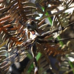 Telephlebia brevicauda at Cotter River, ACT - 6 Jan 2018