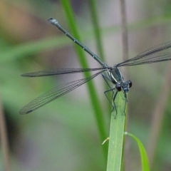 Austroargiolestes icteromelas (Common Flatwing) at Cotter River, ACT - 6 Jan 2018 by roymcd