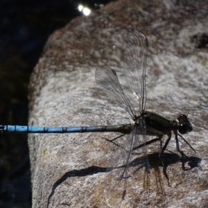 Diphlebia lestoides at Cotter River, ACT - 6 Jan 2018