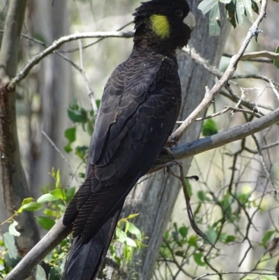 Zanda funerea (Yellow-tailed Black-Cockatoo) at Paddys River, ACT - 6 Jan 2018 by roymcd