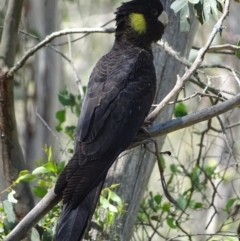 Zanda funerea (Yellow-tailed Black-Cockatoo) at Paddys River, ACT - 6 Jan 2018 by roymcd