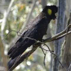 Zanda funerea at Paddys River, ACT - 6 Jan 2018